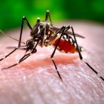 Mosquito, infectious disease